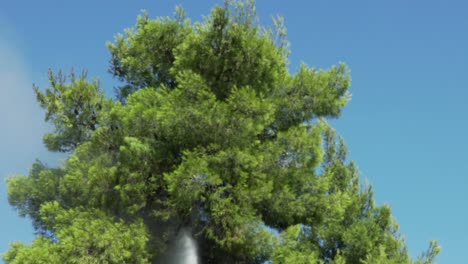 Slow-motion,-tilt-up-and-down-footage-of-municipality-crew,-spraying-water-on-pine-trees-in-order-to-prevent-the-spreading-of-forest-fire-at-Parnitha-forest,-Greece