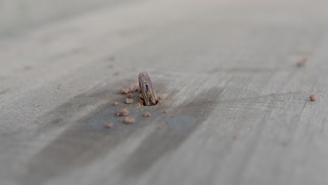 Potter-wasp-cleaning-their-nest-in-wood-hole-from-debris