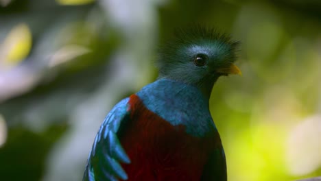 Close-up-of-a-Quetzal-in-a-cloud-forest-in-Guatemala