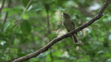 A-Northern-Schiffornis-perched-in-a-tree-branch-with-sticks-for-its-nest