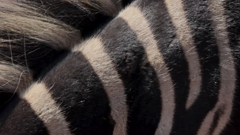 Zebra-Mane-hair-blowing-in-wind-and-zebra-stripes,-extreme-closeup-macro-detail