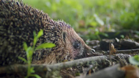 Eurasian-hedgehog-close-up-in-grass-in-evening-dusk-light