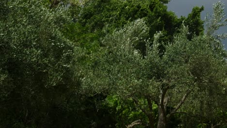 Swaying-trees-in-garden-and-falling-leaves-before-storm-in-Greece-slow-motion
