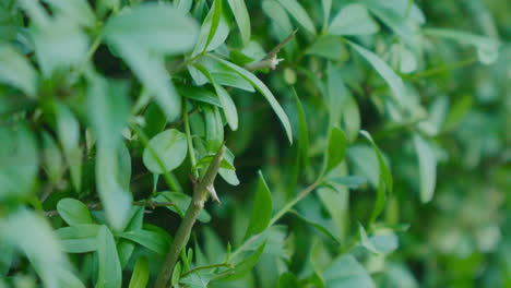 Close-up-of-freshly-cut-lush-green-hedge-in-garden