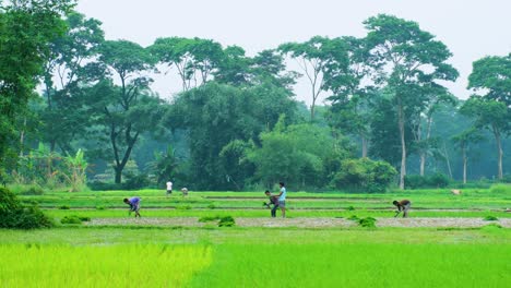 Agricultores-Plantando-Plántulas-De-Arroz-En-Zonas-Rurales-Del-Sur-De-Asia.