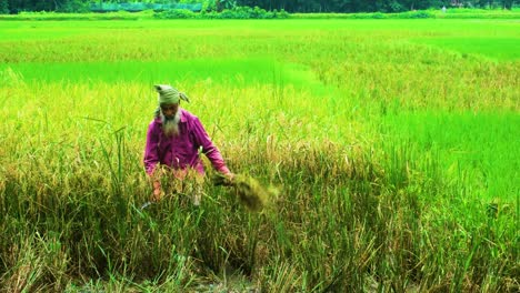 Indigenous-Aged-Farmer-Harvesting-Rice-Grain-Crop-In-Tropical-Fields