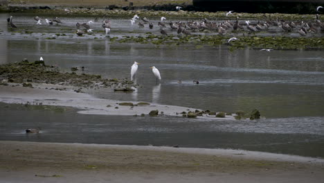 Three-Great-Egrets-hanging-out-in-Malibu-Lagoon-as-terns-fly-int-he-background