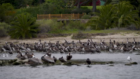Slowmo:-Large-Group-of-Brown-Pelicans-by-the-Shore