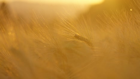 Close-up-of-a-wheat-field-at-sunset