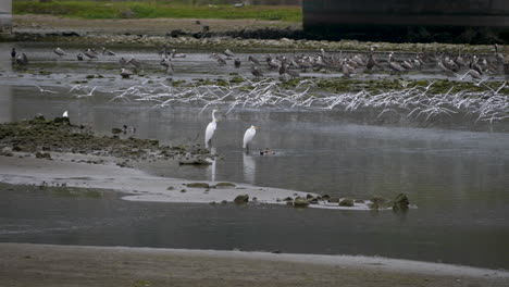 SLOWMO:-Three-Great-Egrets-hanging-out-in-Malibu-Lagoon-as-birds-fly-int-he-background