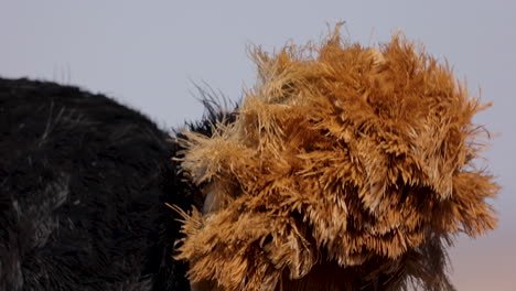 Ostrich-Orange-Tail-Feathers-blowing-in-the-wind,-Extreme-closeup-detail