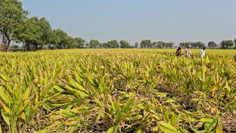 A-crop-of-green-turmeric-is-grown-inside-a-large-field