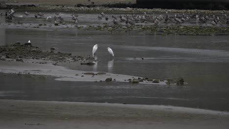 Three-Great-Egrets-hanging-out-in-Malibu-Lagoon