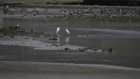 Drei-Silberreiher-Hängen-In-Der-Lagune-Von-Malibu-Herum