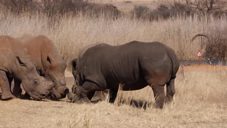Rare-footage-White-Rhino-Fight-charge-other-white-rhino,-aggressive