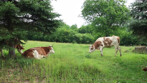 Rebaño-De-Vacas-Pastando-En-Un-Campo-Abierto-Verde-Fresco-En-Un-Día-Nublado-De-Verano