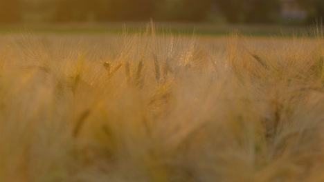 Close-up-of-a-wheat-field-at-sunset