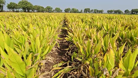 Plantas-Recién-Cultivadas-De-Cúrcuma-Cultivadas-Con-Fines-Medicinales.