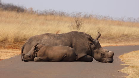 Breitmaulnashorn-Und-Kalb-Liegen-Auf-Der-Straße-In-Afrika,-Mittlere-Aufnahme