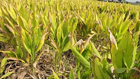 Plantas-Recién-Cultivadas-De-Cúrcuma-Cultivadas-Con-Fines-Medicinales.