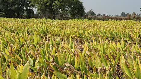 Große-Kurkuma-Farm-In-Starken-Winden-Sind-Kommt