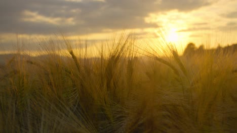 Close-up-of-a-wheat-field-at-sunset