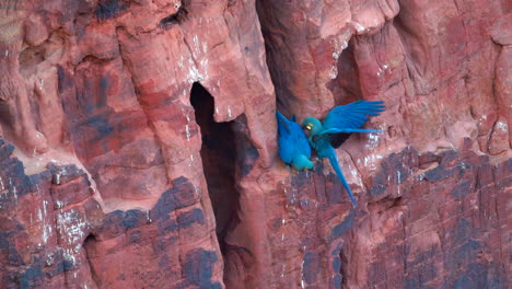 Lear's-Indigo-Macaw-parrot-slow-motion-pair-sandstone-cliff,-Bahia