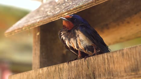 Wet,-scared-and-injured-swallow-bird-stand-in-wooden-birdhouse,-Latvia