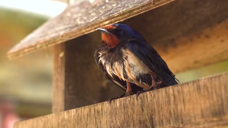 Nasse,-Verängstigte-Und-Verletzte-Schwalben-Stehen-In-Einem-Hölzernen-Vogelhäuschen,-Lettland