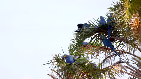 Indigo-Lear's-Macaw-Parrot-in-Licuri-tropical-palm-Caatinga-habitat-in-Bahia-Brazil