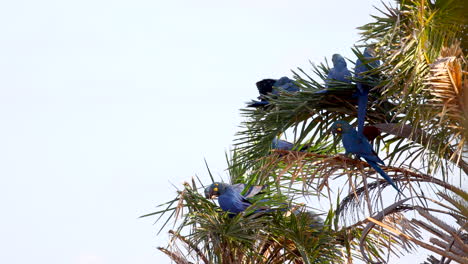 Loro-Guacamayo-De-Indigo-Lear-En-Hábitat-De-Caatinga-De-Palma-Tropical-Licuri-En-Bahía-Brasil