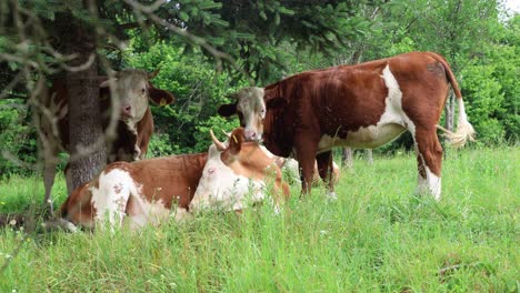 Eine-Herde-Kühe-Grast-An-Einem-Bewölkten-Sommertag-Auf-Einer-Frischen,-Grünen-Wiese