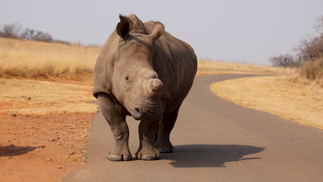 Dehorned-White-Rhino-standing-in-the-road-turning-head,-slow-motion