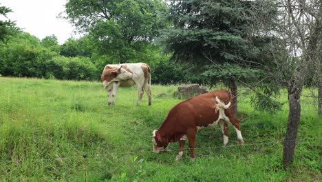 Eine-Herde-Kühe-Grast-An-Einem-Bewölkten-Sommertag-Auf-Einer-Frischen,-Grünen-Wiese