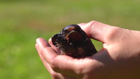 Person-gently-hold-in-hand-injured-and-exhausted-swallow-bird,-Latvia