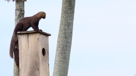 Tayra-weasel-on-nest-box-trying-to-eat-bird-eggs-in-tropical-rainforest-in-protected-reserve-alt-angle