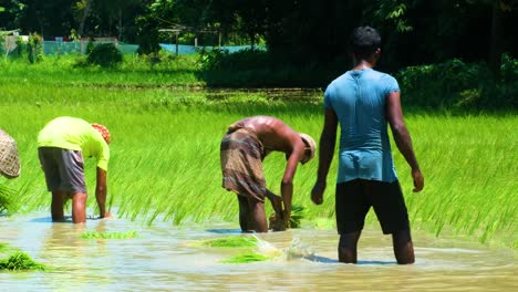 Asian-Local-Farmers-Planting-Paddy-Seedlings-Near-Rural-Village-Of-Bangladesh