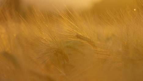 Close-up-of-a-wheat-field-at-sunset