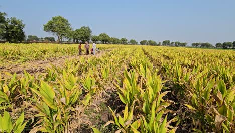 Farmer-showing-turmeric-from-green-turmeric-crop-at-india