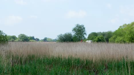 Glimpse-of-a-grass-cutter-mower-machine-cutting-grass-within-nature-reserve-on-the-Somerset-Levels-in-England-UK