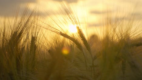 Close-up-of-a-wheat-field-at-sunset