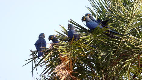 Endangered-Lear's-Indigo-Macaw-parrot-perched-and-flying-in-Licuri-Palm,-Bahia-tropicalBrazil