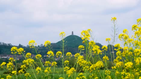 Malerische-Landschaftsansicht-Des-Tors-Durch-Wunderschöne-Gelbe-Wildblumen-In-Der-Ländlichen-Gegend-Von-Glastonbury-In-England,-Großbritannien