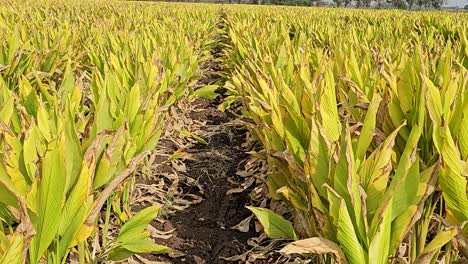 wide-view-of-Freshly-growing-plants-of-turmeric-grown-for-medicinal