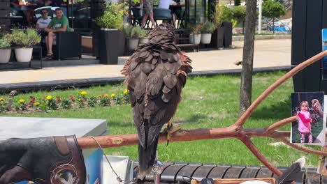 Harris's-hawk-perched-on-a-branch-with-a-falconry-glove-nearby