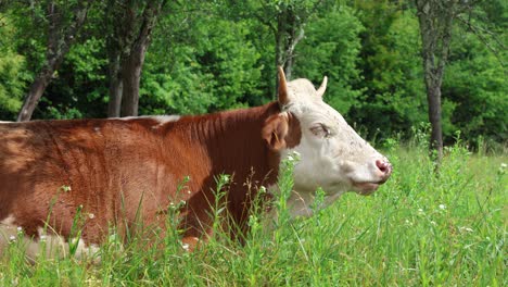 Eine-Herde-Kühe-Grast-An-Einem-Bewölkten-Sommertag-Auf-Einer-Frischen,-Grünen-Wiese