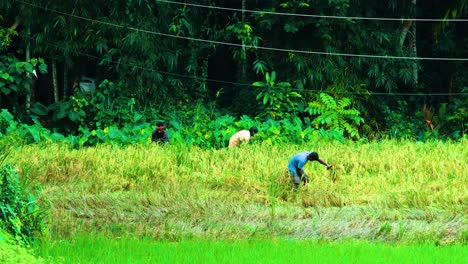 Agricultores-Que-Cosechan-Granos-De-Arroz-En-Campos-Agrícolas-En-Bangladesh.