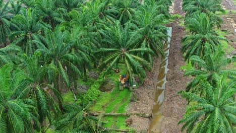 El-Paso-Elevado-A-Vista-De-Pájaro-Captura-Una-Excavadora-Derribando-árboles-En-Un-Campo-De-Plantación-De-Palma-Aceitera-Con-Pájaros-Alimentándose-Al-Lado,-Limpiando-Palmeras-Envejecidas-Para-Mejorar-El-Rendimiento-Del-Crecimiento.