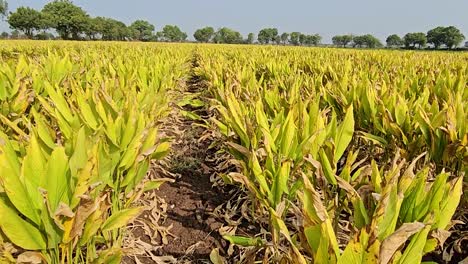 Muchos-Nativos-Y-Extranjeros-Se-Han-Reunido-En-El-Campo-Para-Ver-La-Cosecha-De-Cúrcuma-Verde.