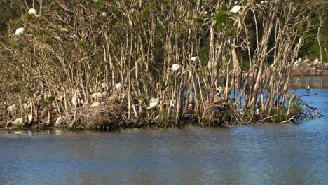 Flock-of-Australian-white-ibis-perched-on-the-island,-roosting-and-building-nest-in-the-middle-of-wildlife-lake-in-a-wetland-environment-during-breeding-season